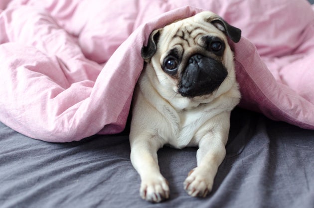 Puppy Dog Eyes Are A Real Thing, Say Scientists – As These 21 Adorable Pooches