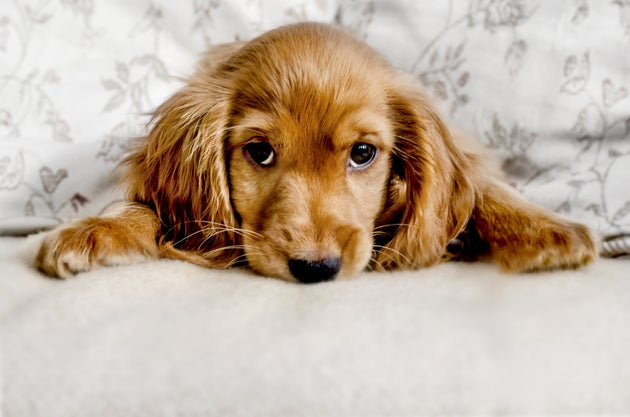 Puppy Dog Eyes Are A Real Thing, Say Scientists – As These 21 Adorable Pooches