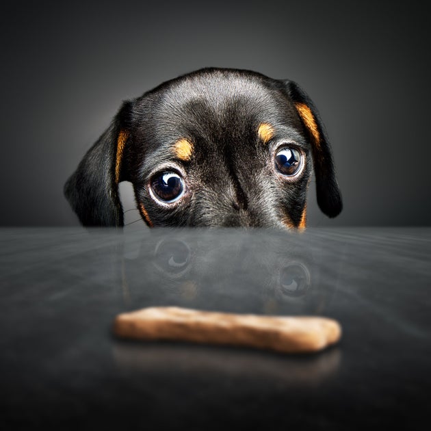 Puppy Dog Eyes Are A Real Thing, Say Scientists – As These 21 Adorable Pooches