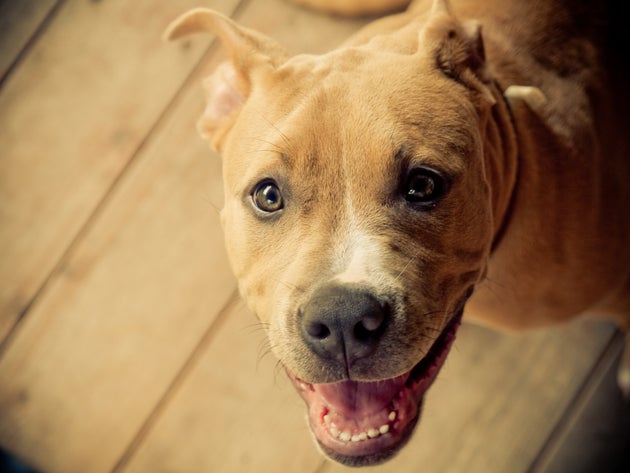 Puppy Dog Eyes Are A Real Thing, Say Scientists – As These 21 Adorable Pooches