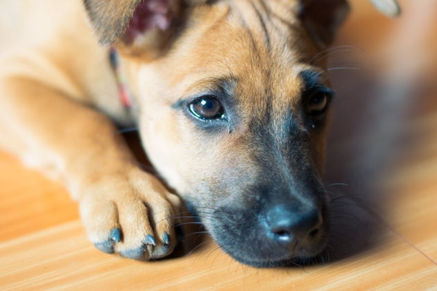 Puppy Dog Eyes Are A Real Thing, Say Scientists – As These 21 Adorable Pooches