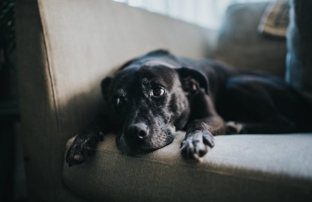Puppy Dog Eyes Are A Real Thing, Say Scientists – As These 21 Adorable Pooches