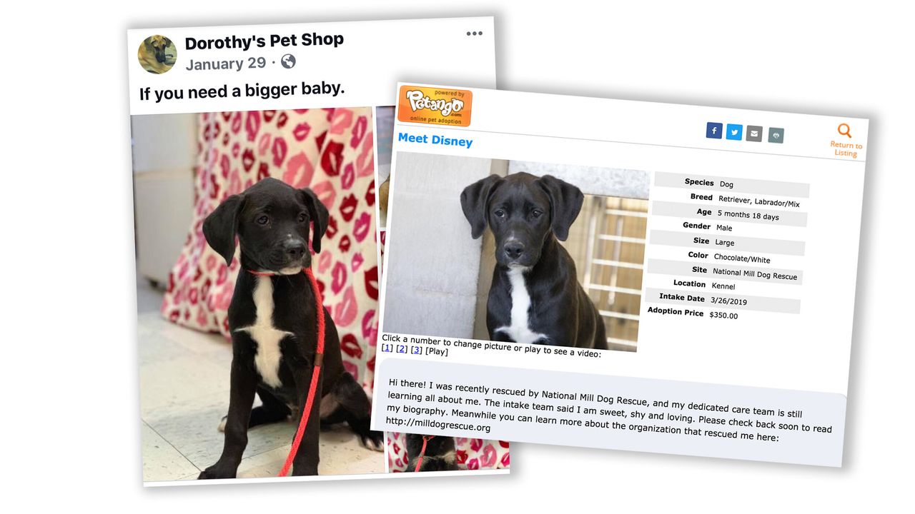 A black puppy named "Disney" for sale at Dorothy's Pet Shop on the left and then available through National Mill's website for $350 on the right.