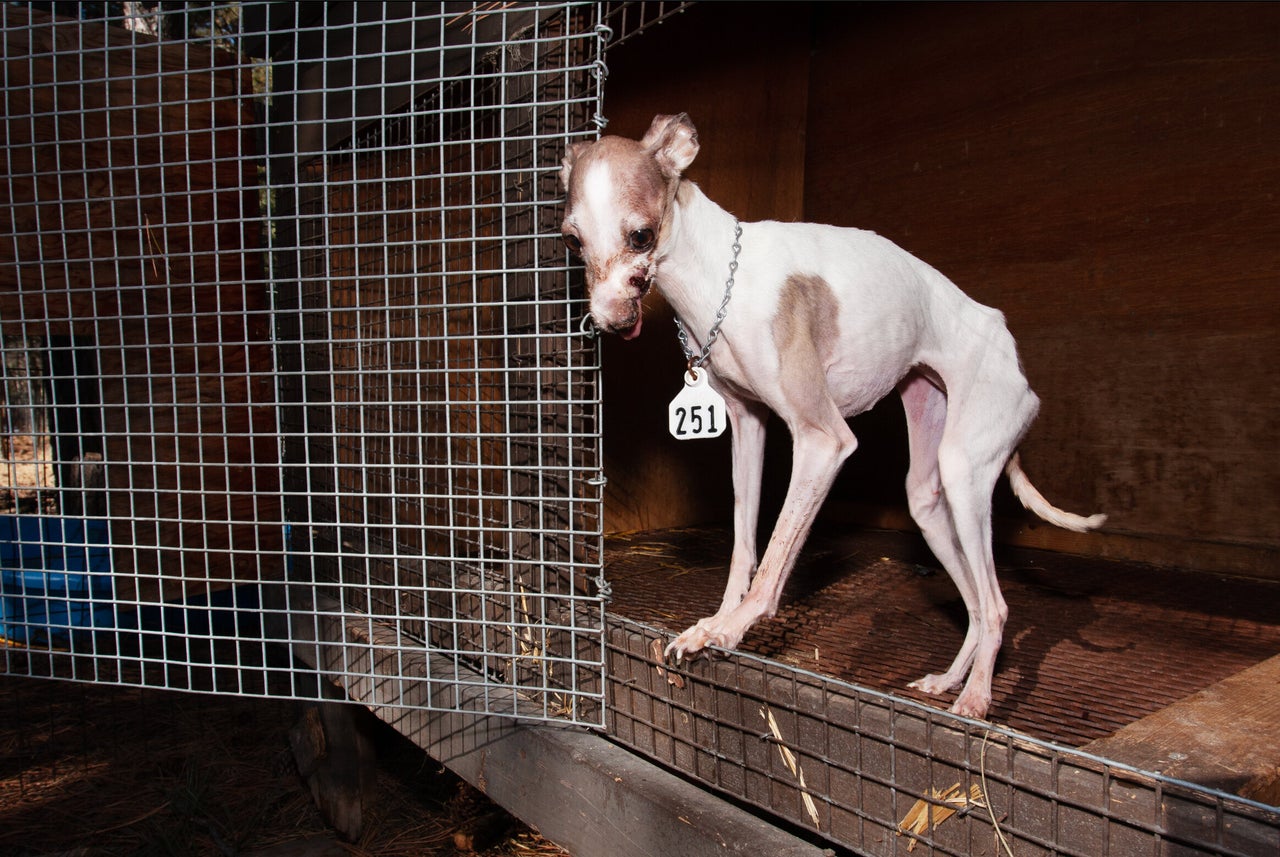 A photo of Lilly, the dog that Strader highlighted in her TEDx Talk, with the allegedly custom-ordered auction tag.