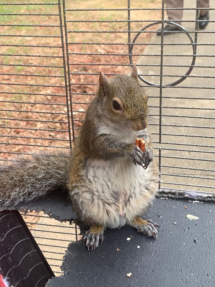This is the so-called attack squirrel Limestone County sheriff's deputies seized in a drug raid Monday.