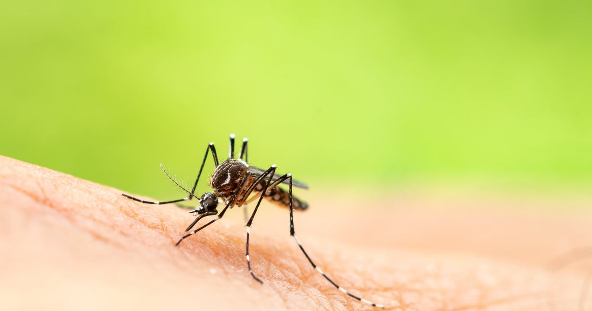 Heading To Greece This Summer? Here's What You Need To Know About West Nile Virus