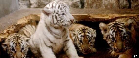 Pictured: Adorable endangered Siberian tiger cubs born in Woburn