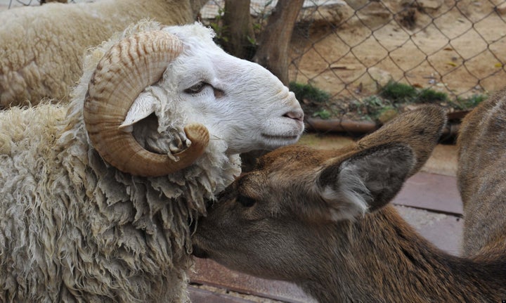 Doe I Make You Horny Baby? Ram And Deer Fall In Love At Chinese Zoo | HuffPost UK News Doe I Make You Horny Baby? Ram And Deer Fall In Love At Chinese Zoo | HuffPost UK News