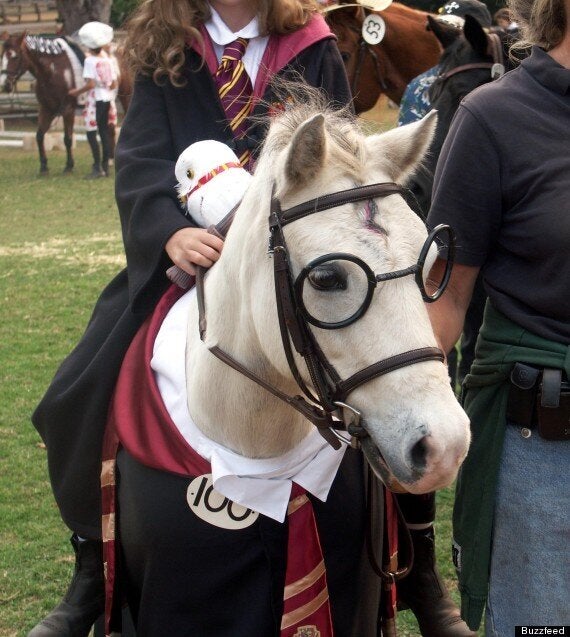 Horses Dressed As Harry Potter (PICTURES) | HuffPost UK Comedy Horses Dressed As Harry Potter (PICTURES) | HuffPost UK Comedy