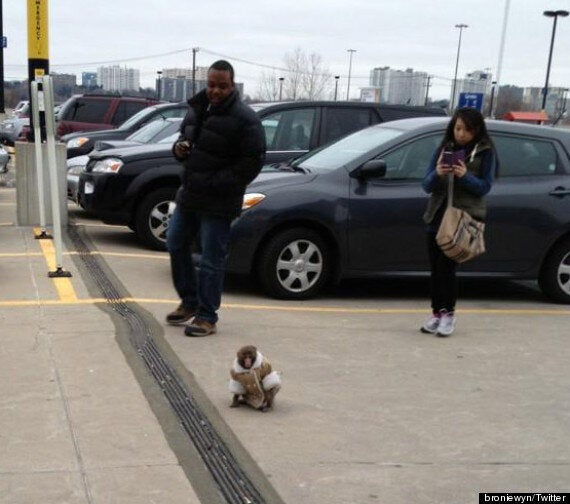 monkey in coat