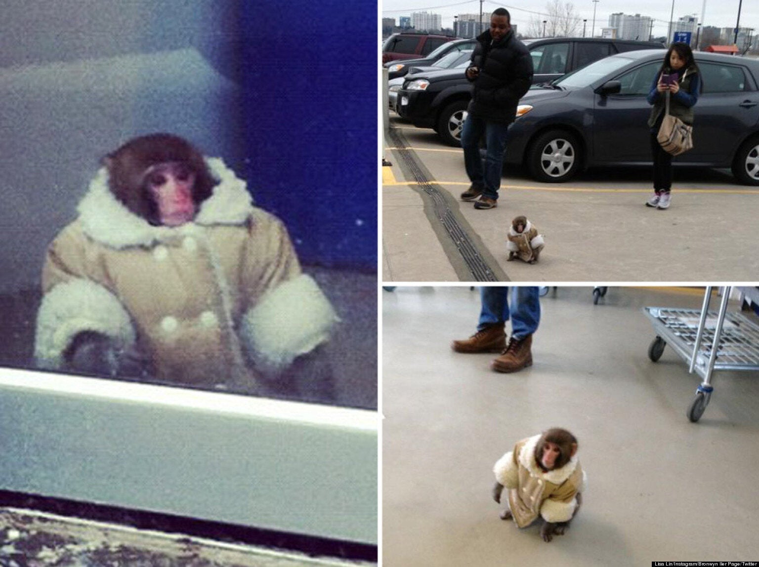 monkey in coat
