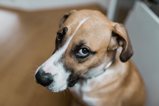 Lo Sguardo Da Cucciolo Dei Cani E Frutto Della Convivenza Con L Uomo L Huffpost