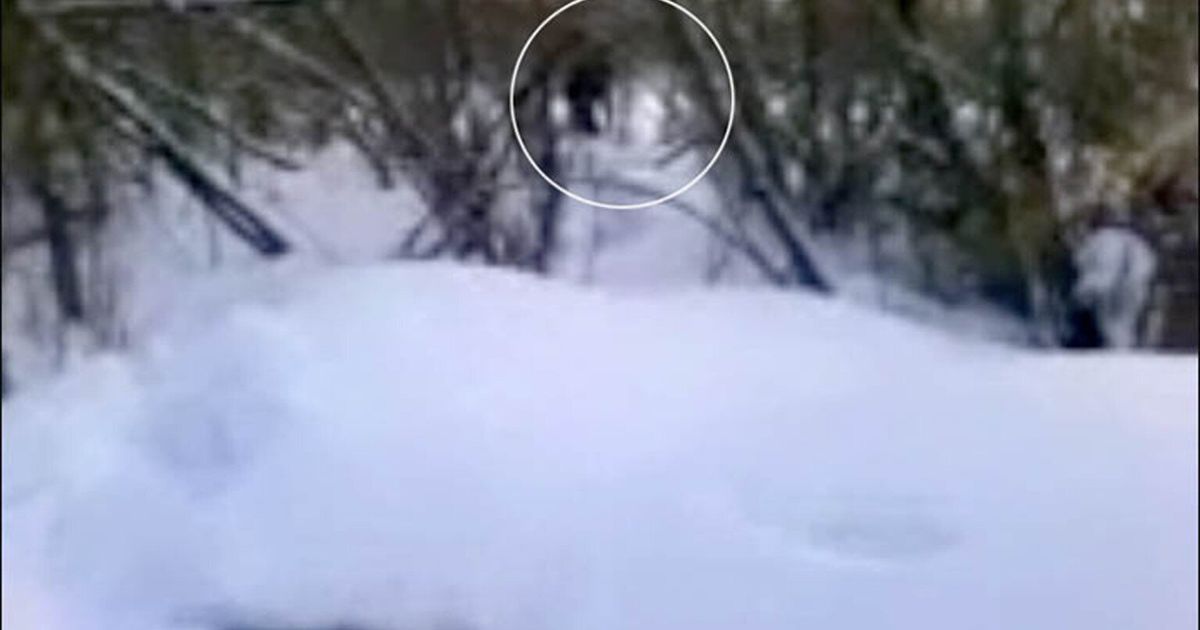 Yeti Baby Footage In Siberia Is Real Says Abominable Snowman Academic Igor Burtsev Video Pictures Huffpost Uk