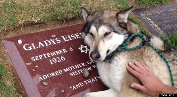 Dog 'Cries' At Grave: Wiley Crying Over Grandma (VIDEO) | HuffPost UK News