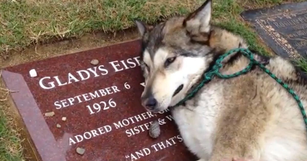 Dog 'Cries' At Grave: Wiley Crying Over Grandma (VIDEO) | HuffPost UK News