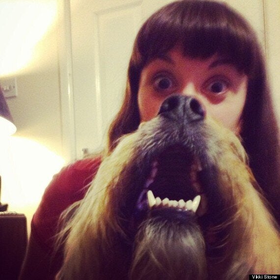 dog bearding