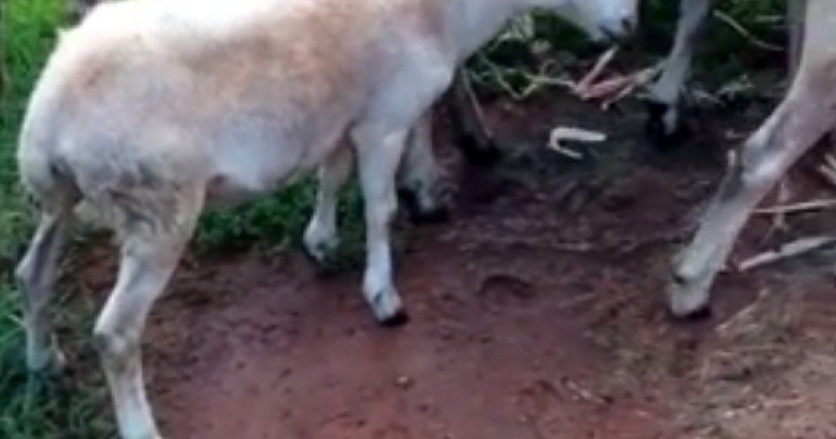 coughing-lamb-sounds-frighteningly-human-video-huffpost-uk-comedy