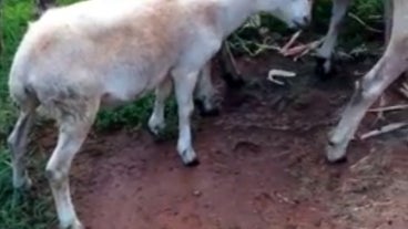 funny sheep videos funny sheep videos