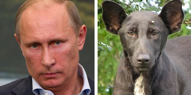 vladimir putin dog look alike