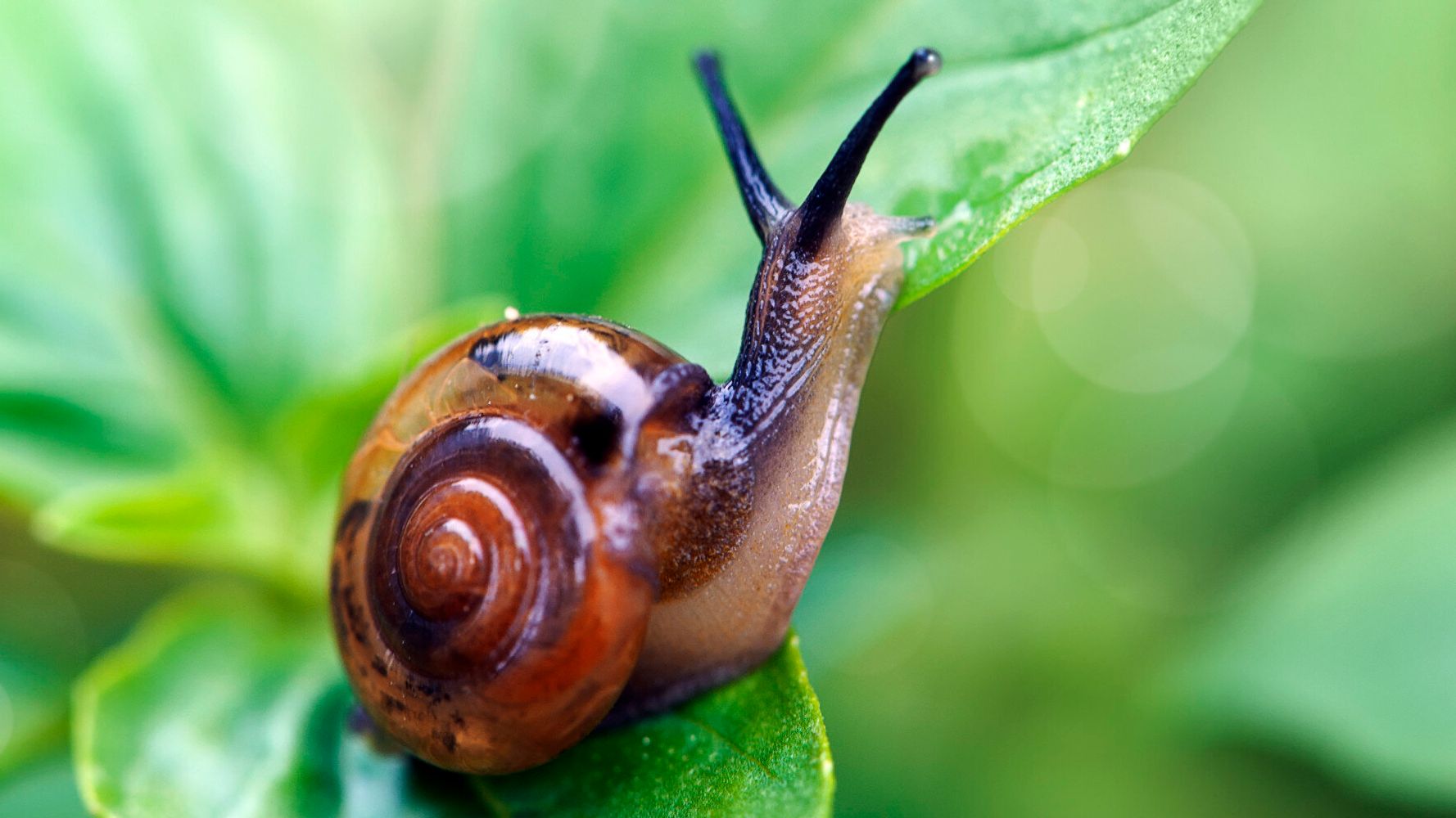 Snails And Their Eggs Are Low Fat Aphrodisiacs. But Would You