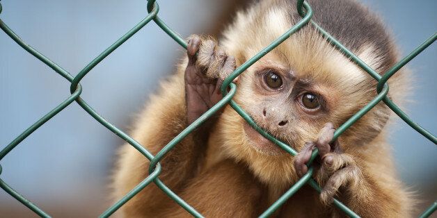 Universities Killed More Than A Million Animals In Scientific Research Last Year Alone