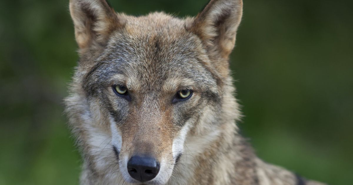 Two Wolves Shot Dead And One On The Loose After Escaping From ...