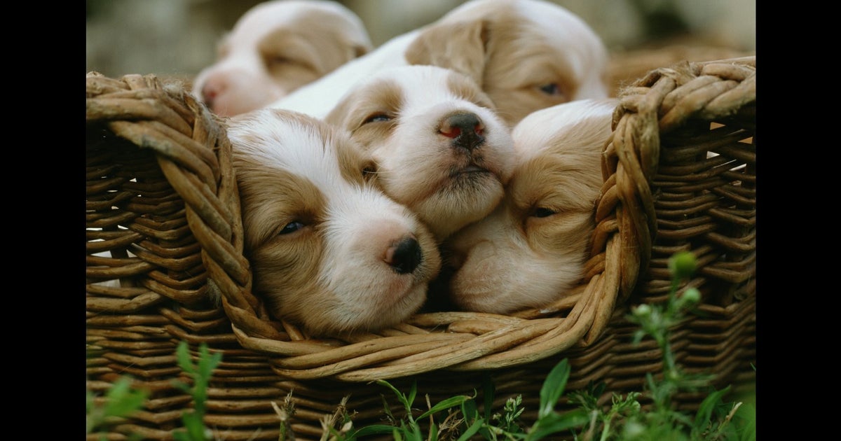 Dogs Evolved To Look Like Cute Babies Claims Study Huffpost Uk Dogs Evolved To Look Like Cute Babies Claims Study Huffpost Uk