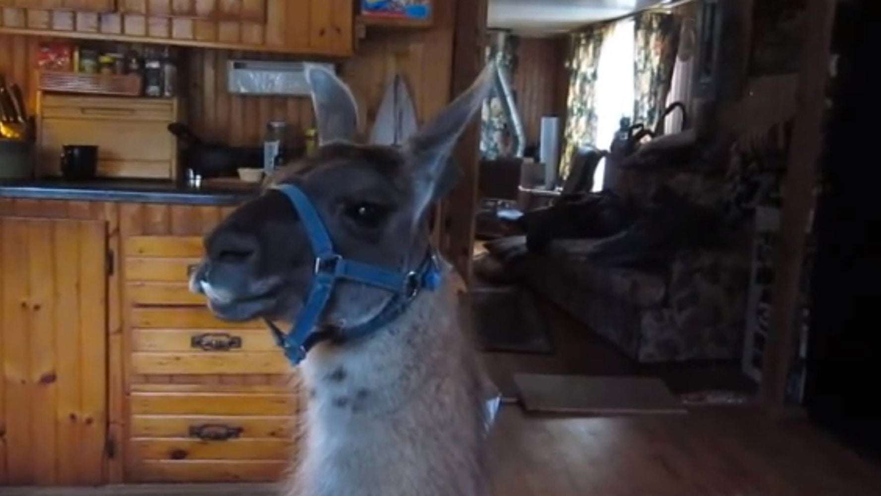 Just A Llama, In A Kitchen, Listening To Whitney Houston's 'I Will