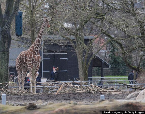 Marius The Giraffe Killed At Copenhagen Zoo Because He Is 'Surplus To