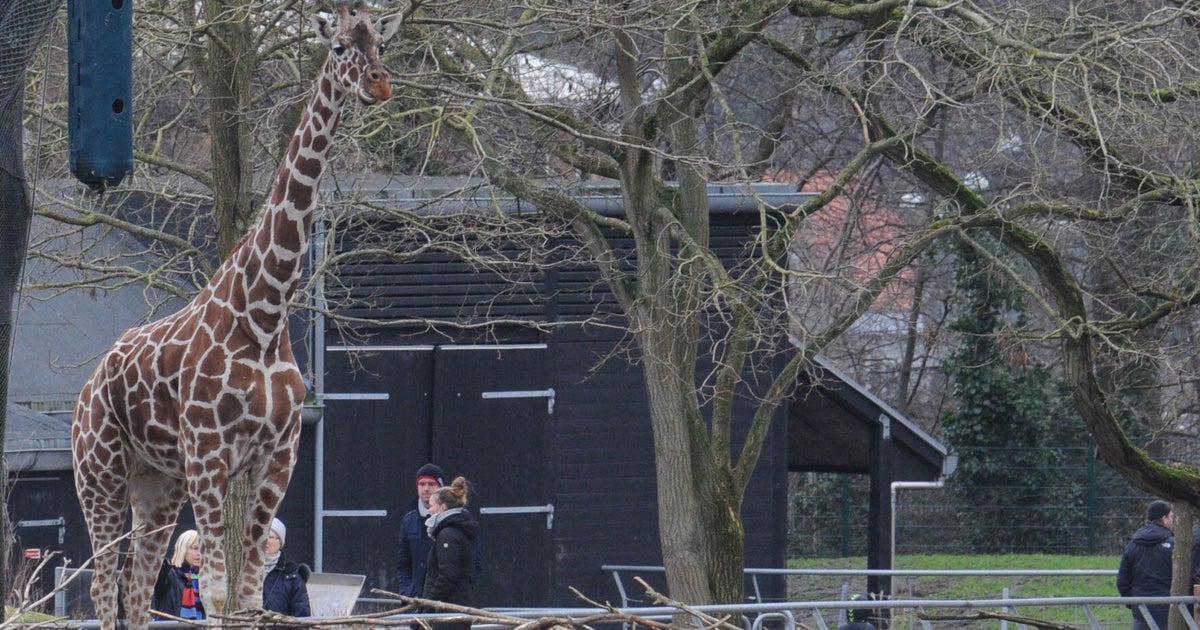 Marius The Giraffe Killed At Copenhagen Zoo Because He Is 'Surplus To