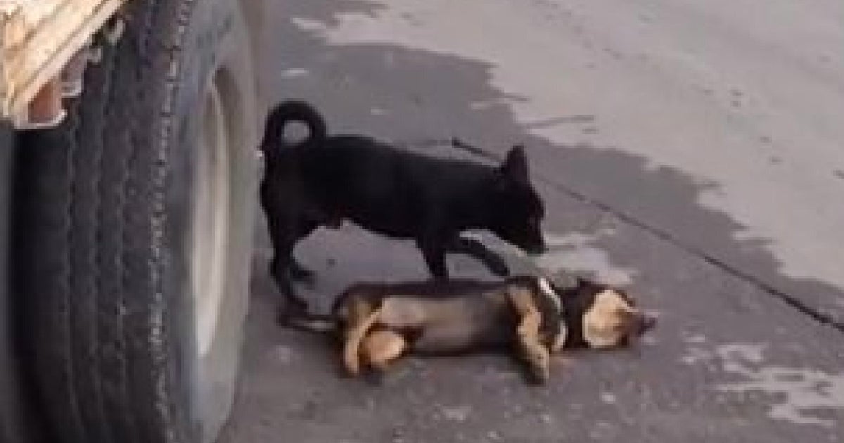 Dog Desperately Tries To Revive Companion Hit By Car (VIDEO) | HuffPost ...