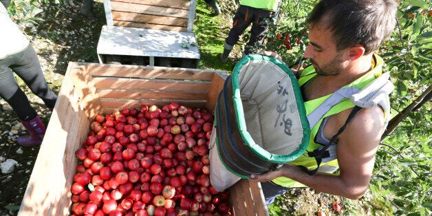 A fruit picker unloads a sack of royal gala apples into a crate at AC Goatham & Sons' orchard in Upchurch, U.K., on Tuesday, Oct. 8, 2013. U.K. retail sales grew 0.7 percent in September, compared with a 1.8 percent increase the previous month, the British Retail Consortium said today. Photographer: Chris Ratcliffe/Bloomberg via Getty Images