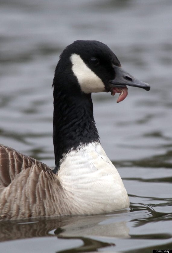 GOOSE GOOSE DUCK: QUEBRARAM O RECORDE DE MAIOR BURRICE