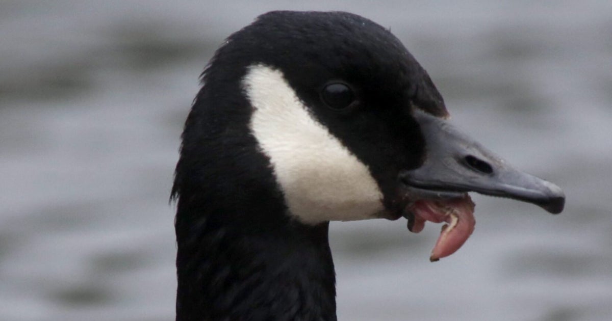 Shocking Images Of Goose With Lower Beak Torn Off (PICTURES) | HuffPost UK