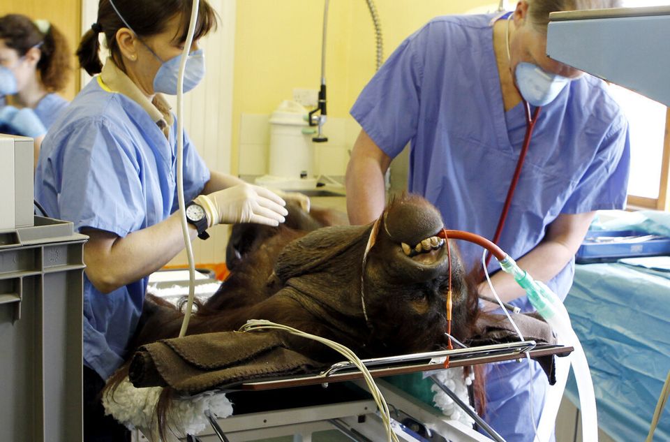Orangutan operation Chester Zoo