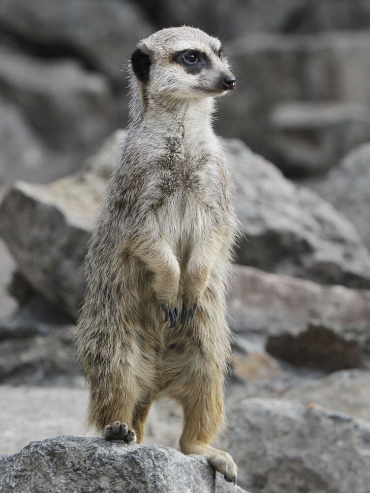 Meerkat enclosure at Edinburgh Zoo