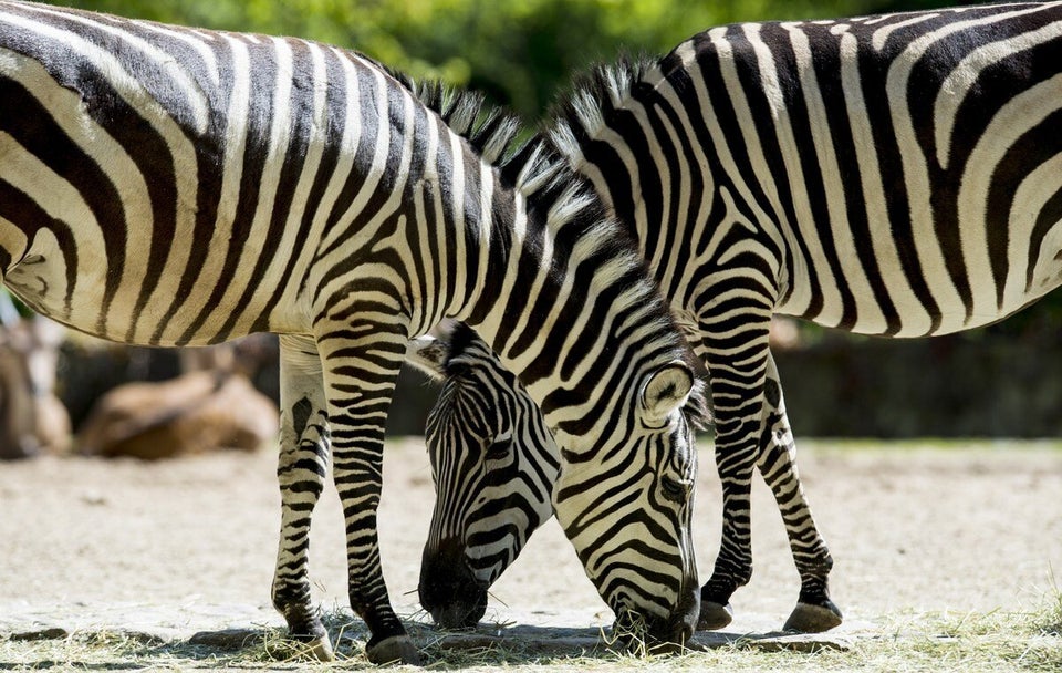 GERMANY-FEATURE-ANIMALS