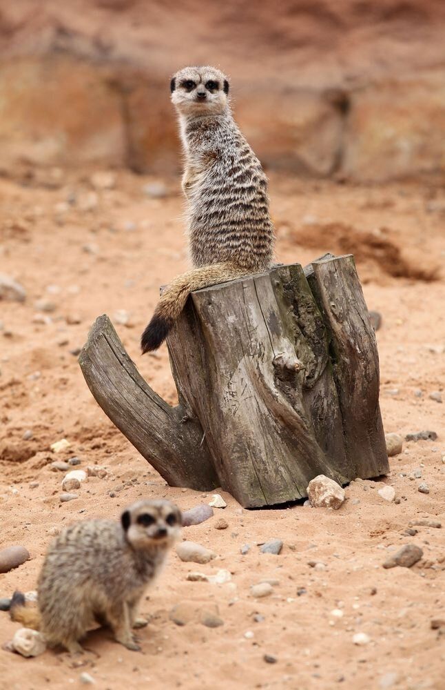 Meerkat and Mongoose mansion at the Yorkshire Wildlife Park