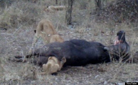 Lion Cub Gets Head Stuck In Dead Buffalo's Bum (VIDEO) | HuffPost UK