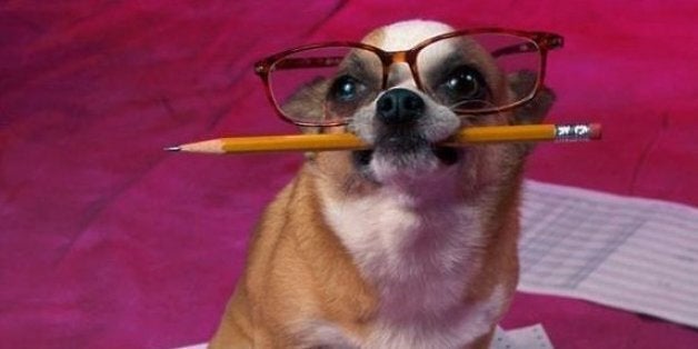 A dog preparing to receive his exams