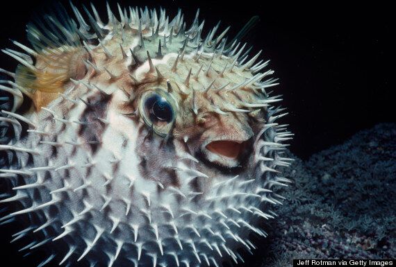 Deadly Pufferfish Poison Hospitalises 11 Members Of Brazilian Family ...