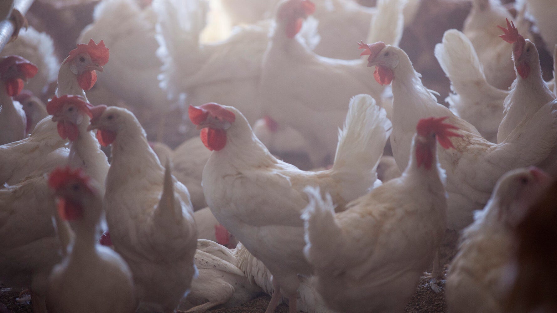 Halal Is Not the Problem and CCTV Is Not the Answer HuffPost UK News