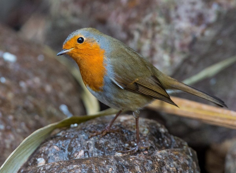 Robin