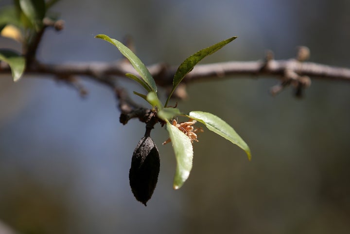 During almond bloom in February, almond orchards require the services of some 80% of all honeybees in the country.