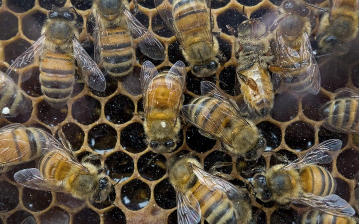 Today, most of the colonies that go to almond groves contain twice as many bees as they did a few decades ago.