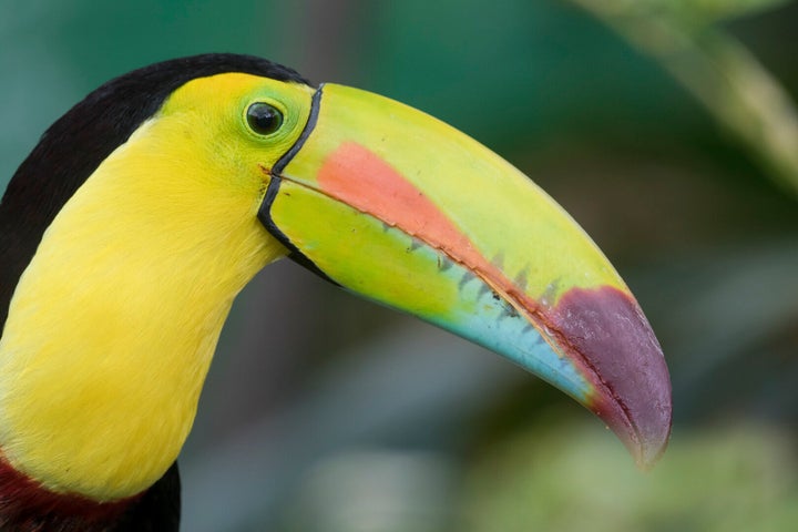 Toucan Rescue Ranch started as a refuge for birds, but now houses roughly 200 rescued animals, including sloths and monkeys.