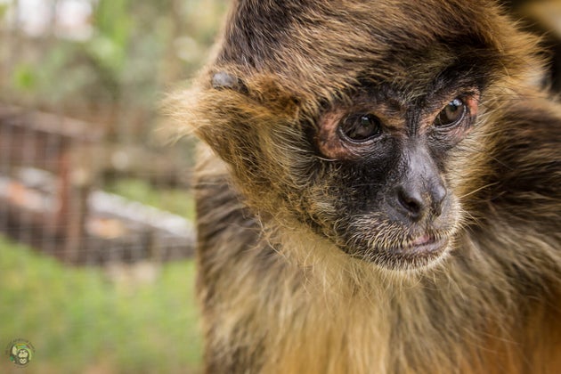 A spider monkey at Toucan Rescue