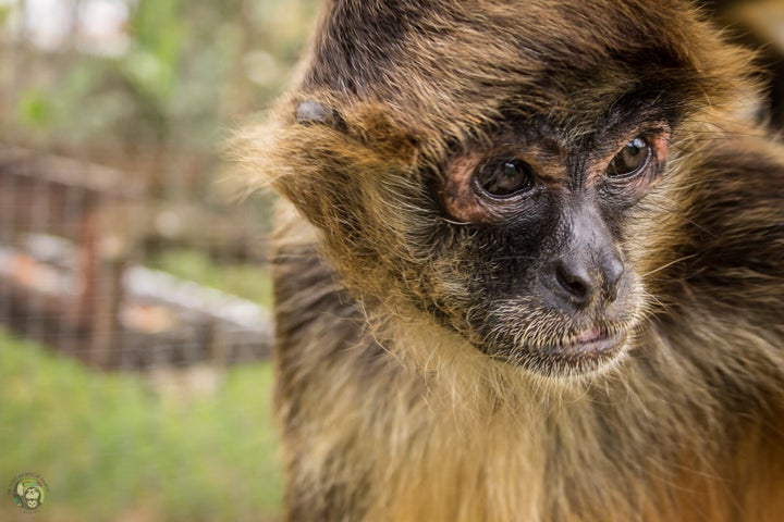 A spider monkey at Toucan Rescue Ranch.