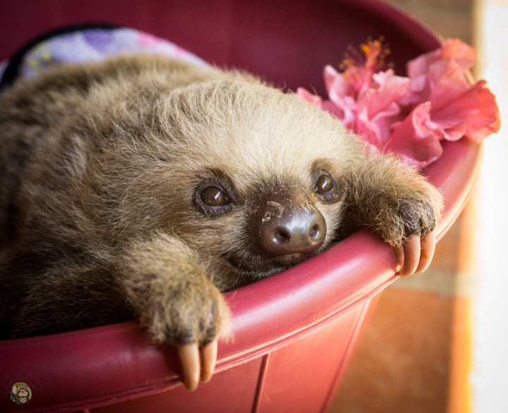 A baby two-fingered sloth rests in a bucket at Toucan Rescue Ranch's sloth nursery.