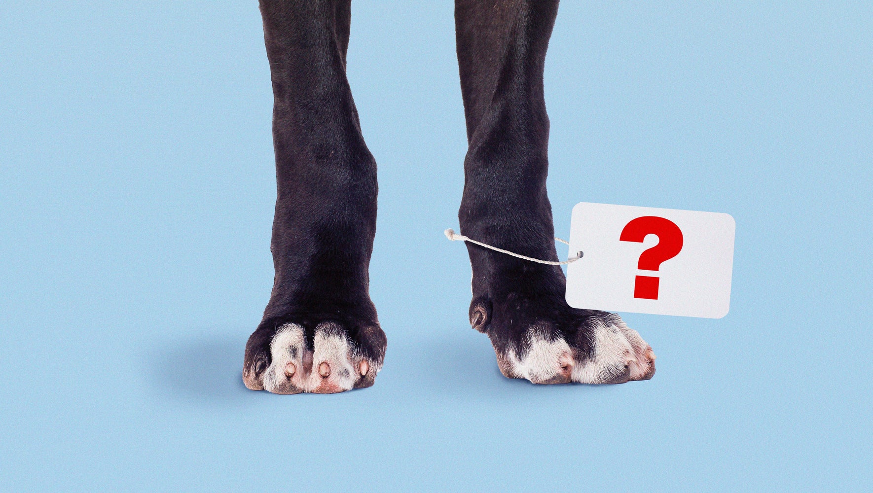 When Puppy Mill Rescue Blurs The Line Between Saving And Selling Dogs Huffpost Impact When Puppy Mill Rescue Blurs The Line Between Saving And Selling Dogs Huffpost Impact